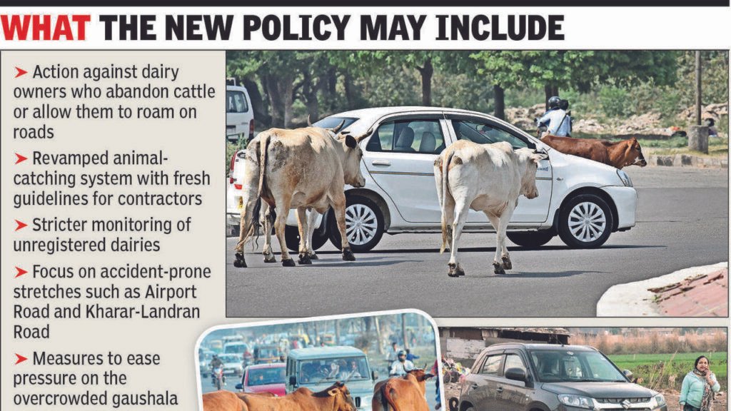 Mohali plans tough policy on stray cattle, dogs | Chandigarh News