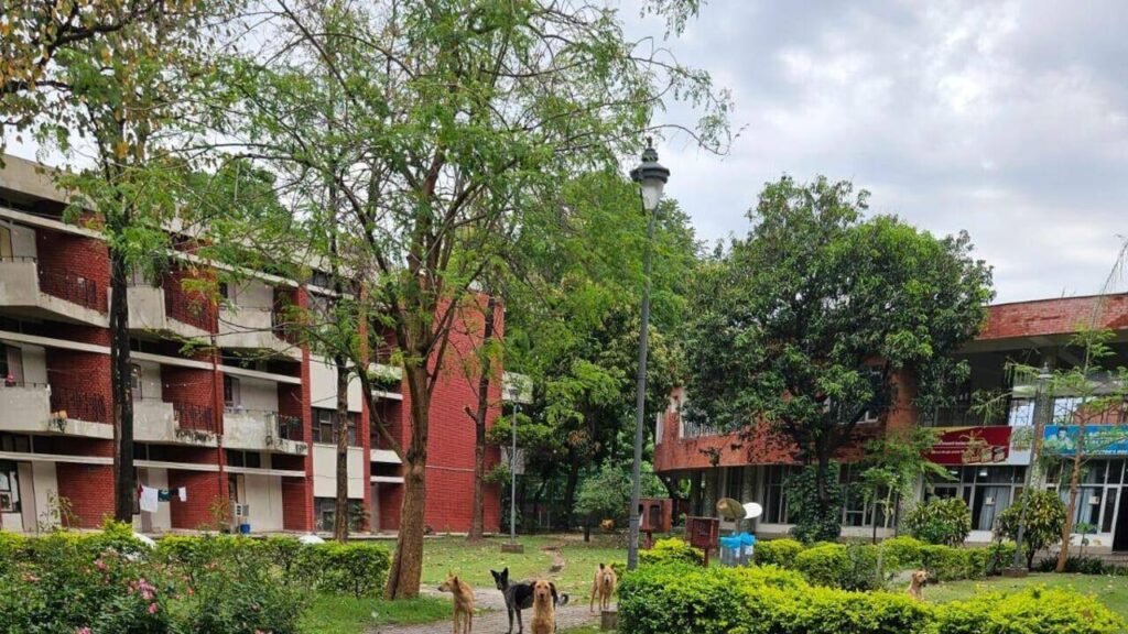 Mother shields infant from pack of stray dogs, suffers injuries | Chandigarh News
