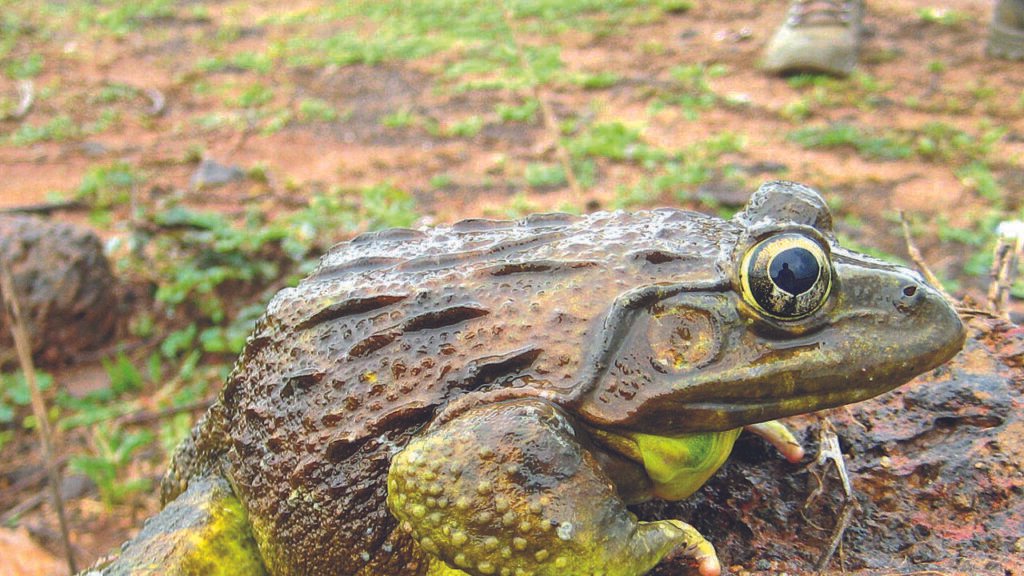Chorus of bullfrogs grows fainter with each passing monsoon in Goa | Goa News