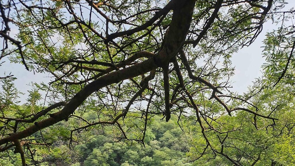 Haryana maps 31 sacred groves for conservation, Mahendragarh tops list | Gurgaon News