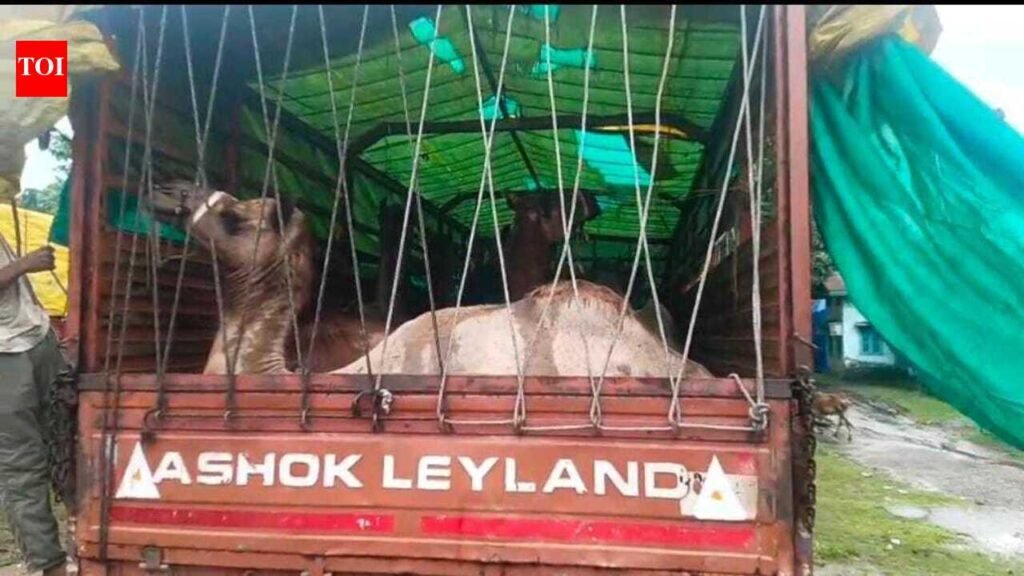 Police seize 14 camels Assam-Bengal border in Dhubri | Guwahati News