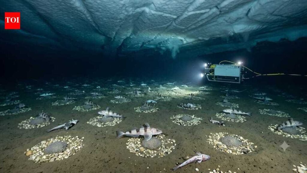 Scientists discovered an underwater city of 60-million fish nests beneath Antarctica’s ice shelf | World News