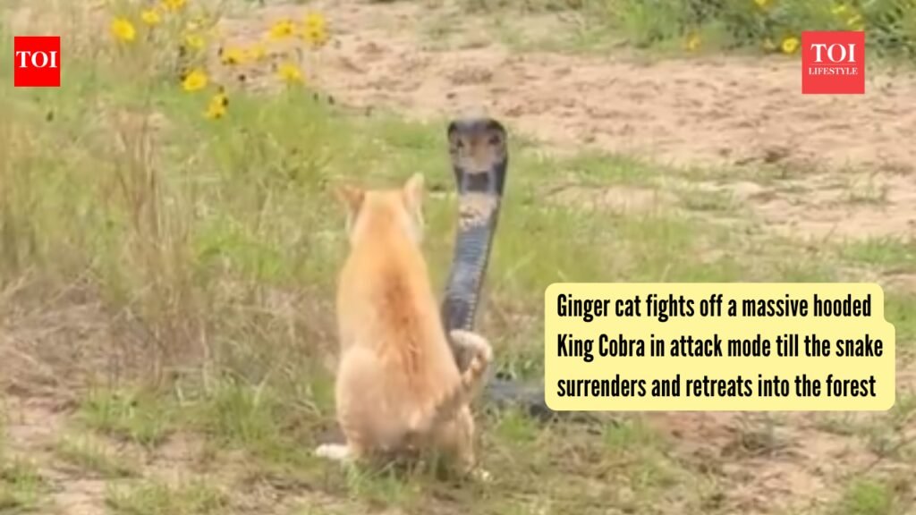 Ginger cat fights off a massive hooded King Cobra in attack mode till the snake surrenders and retreats into the forest