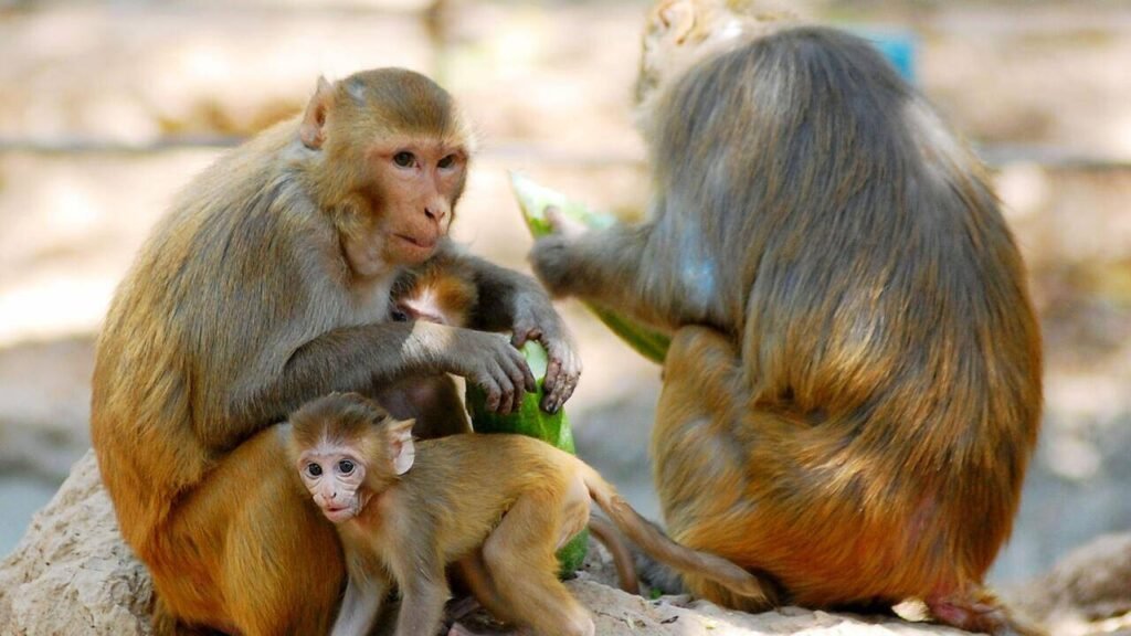 Stray packs and monkey troops leave PGI workforce vulnerable | Chandigarh News