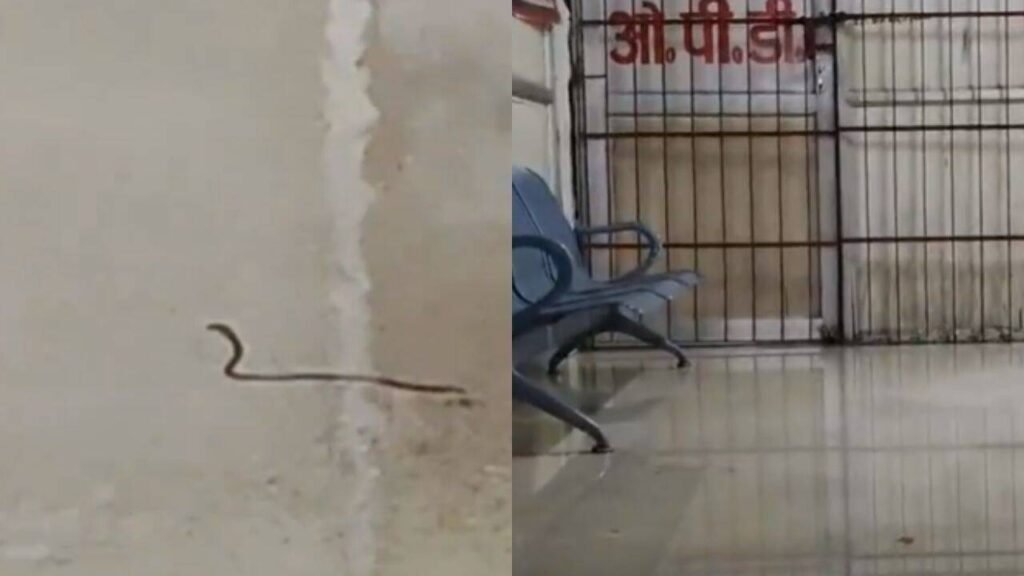 Rainwater floods NMCH orthopaedics ward in Patna; snakelet seen moving through waterlogged floors | Patna News