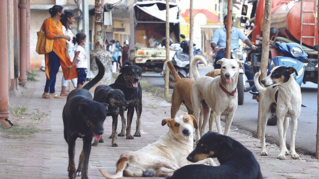 NGO halts stray dog sterilisation over pending govt dues | Goa News