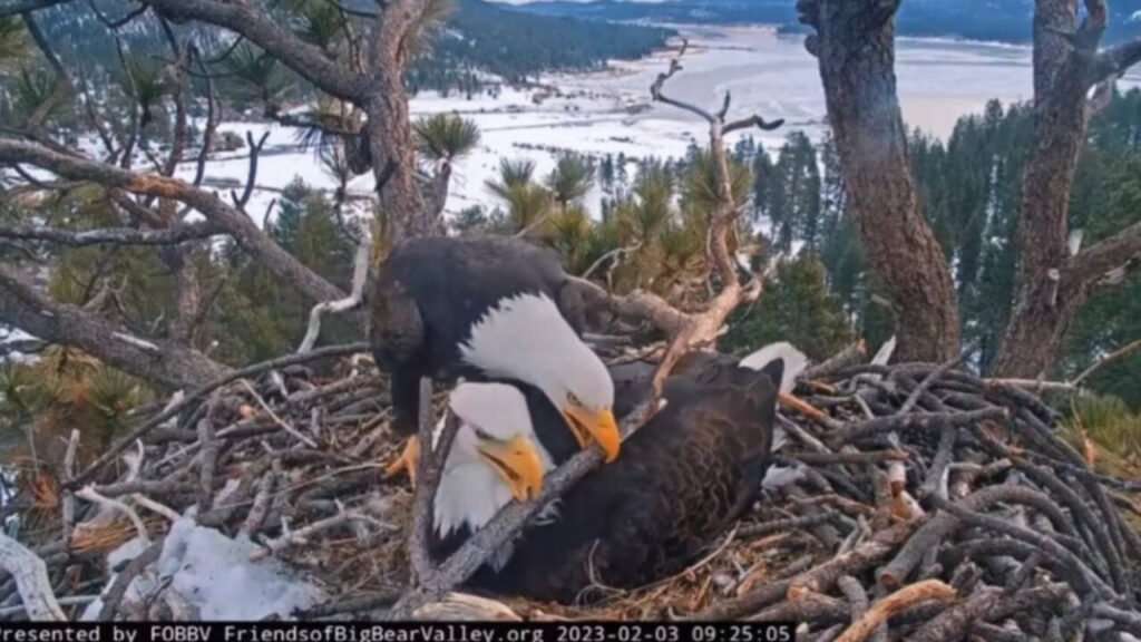 Big Bear’s famous bald eagle chicks have captivated livestream viewers, but conservationists are racing to raise $10M by July 31 to protect their habitat from development