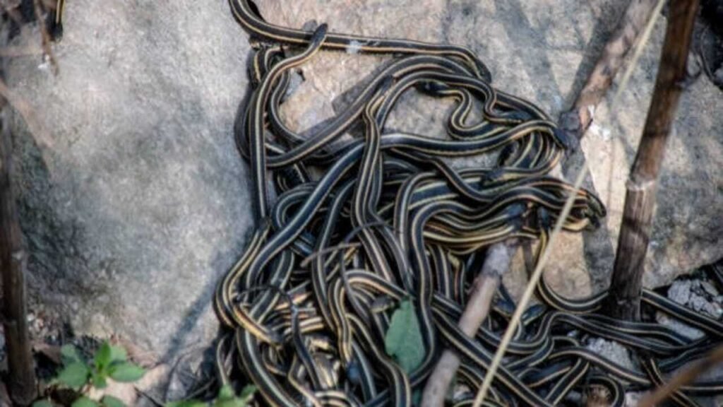 Snake Myths: Think snakes can’t reach high-rises? Here are 6 snake myths you need to stop believing