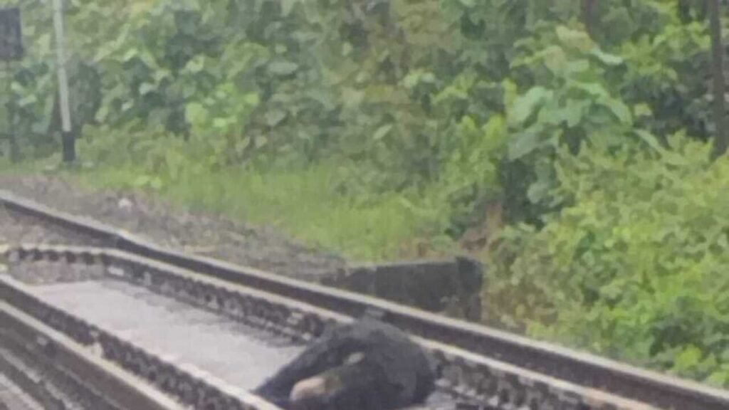 Bear killed by train near VTR, rail traffic hit for 2 hours | Patna News