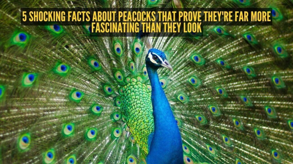 5 shocking facts about peacocks that prove they’re far more fascinating than they look |