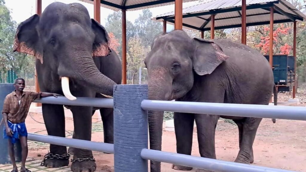Chadivayal Elephant Camp may soon become a tourist attraction in Coimbatore | Coimbatore News