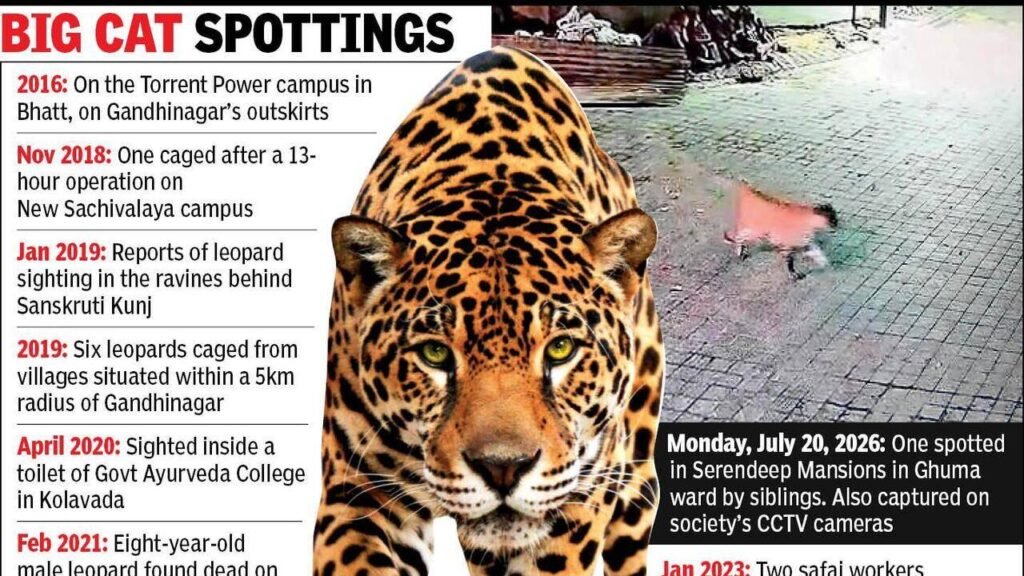 Ahmedabad: Leopard strays into society, puts Shela in a spot | Ahmedabad News