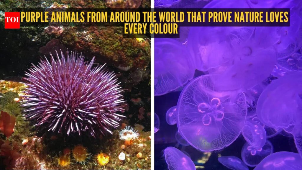 5 purple animals from around the world that prove nature loves every colour