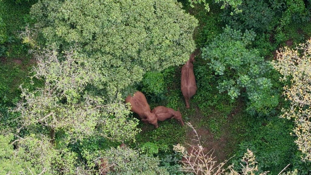 Forest officials’ rescue operation fails in Kodagu | Mysuru News