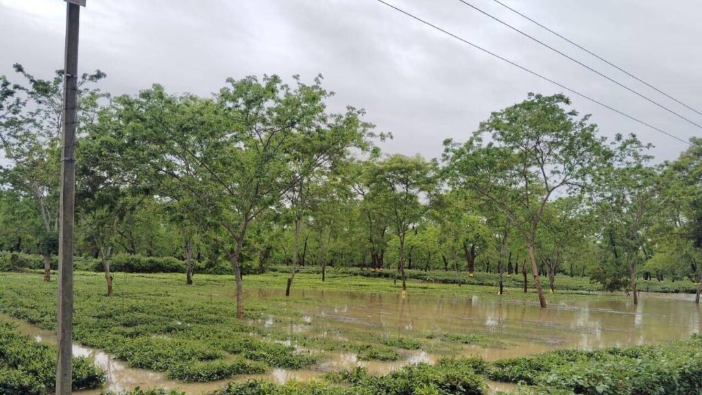 Cloudburst in Nagaland triggers flood in Nazira tea belt, relief efforts on | Guwahati News