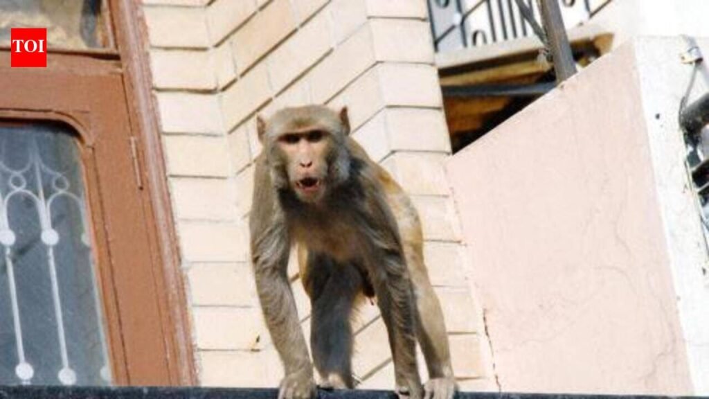 Monkey menace panel must act, not exist only on paper: HC to UP | Noida News