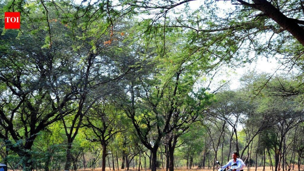 Civic body rolls out blueprint to turn Ahmedabad green | Ahmedabad News