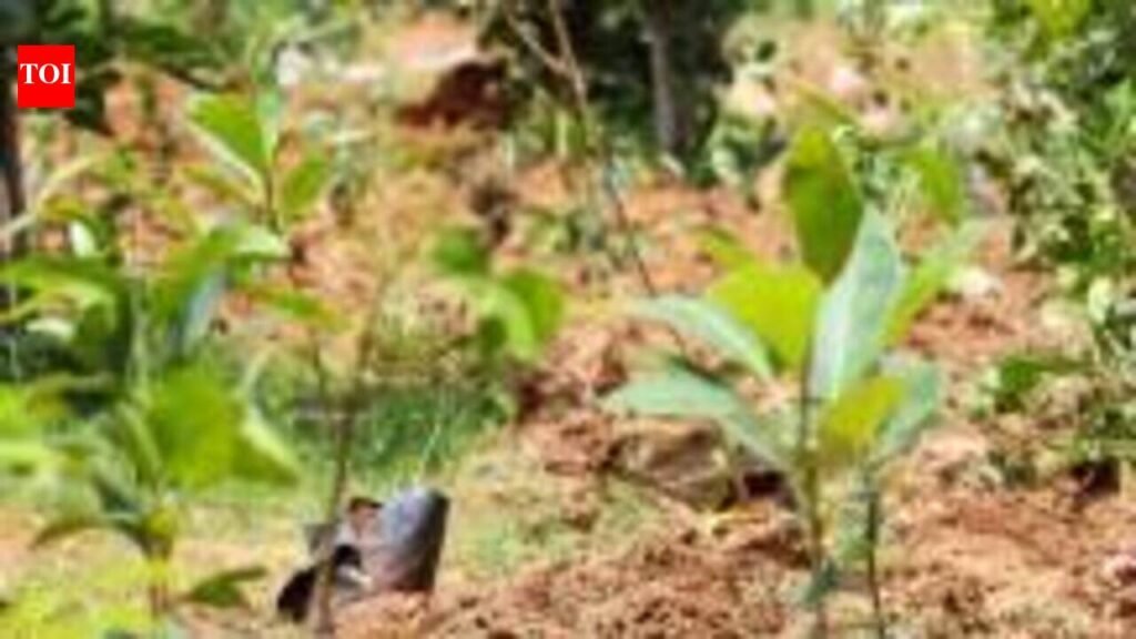 Greater Bengaluru Authority to plant 64,000 saplings from Aug 15, invites RWAs to join | Bengaluru News