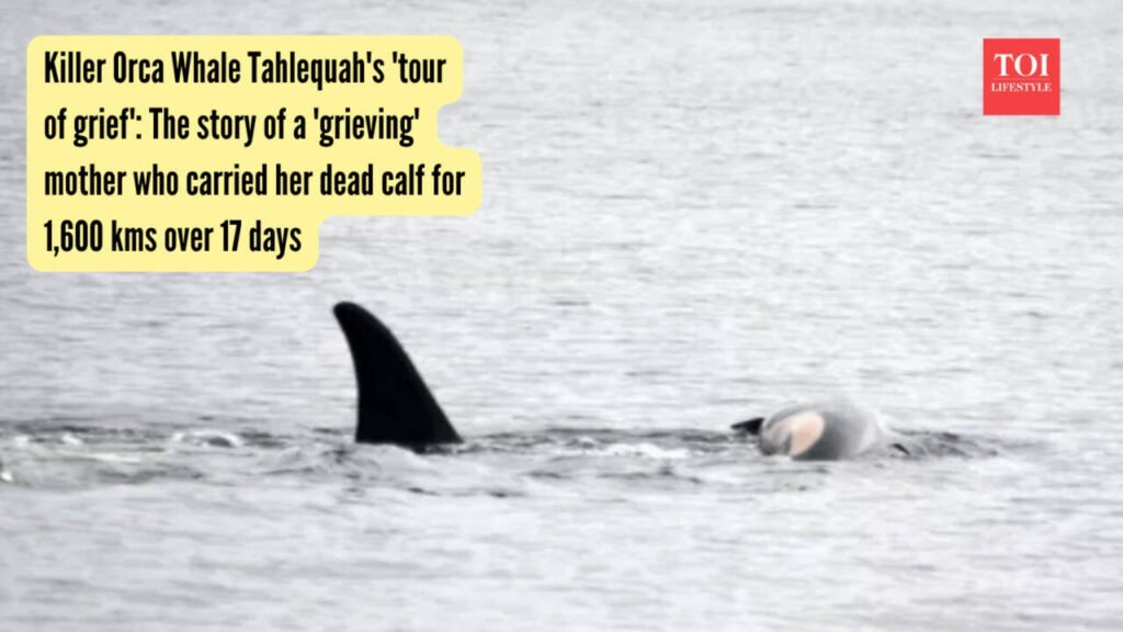 Tahlequah Whale: Killer Orca Whale Tahlequah’s ‘tour of grief’: The story of a ‘grieving’ mother who carried her dead calf for 1,600 kms over 17 days