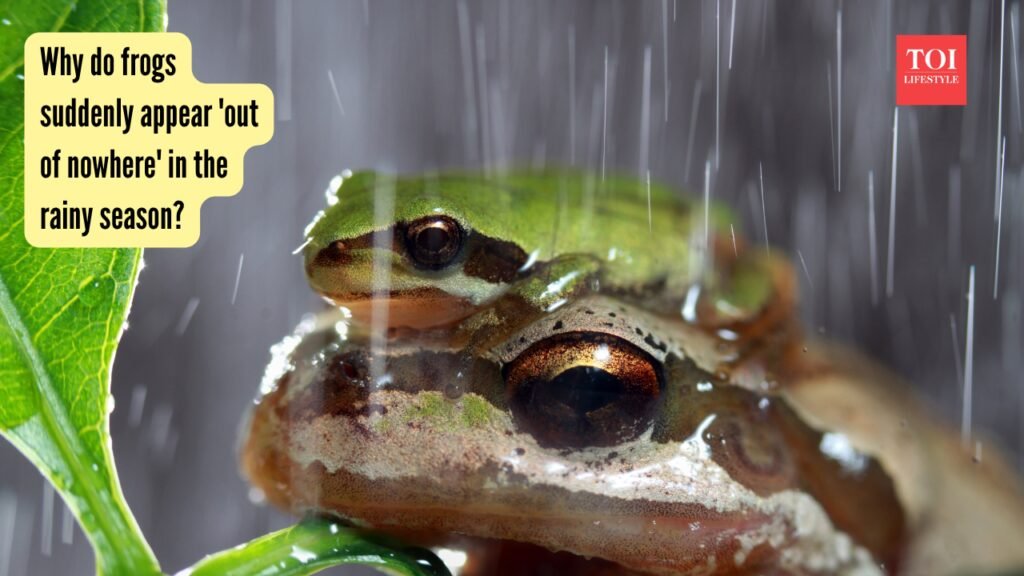 Why do frogs suddenly appear ‘out of nowhere’ in the rainy season? |