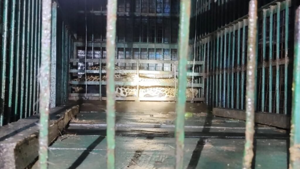 Leopard that killed 88-year-old man rescued in UP’s Katarniaghat | Lucknow News