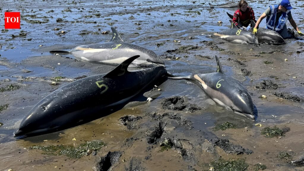 53 dolphins stranded in just two days in Massachusetts due to receding tides, now rescuers have safely returned 19 to the sea | World News