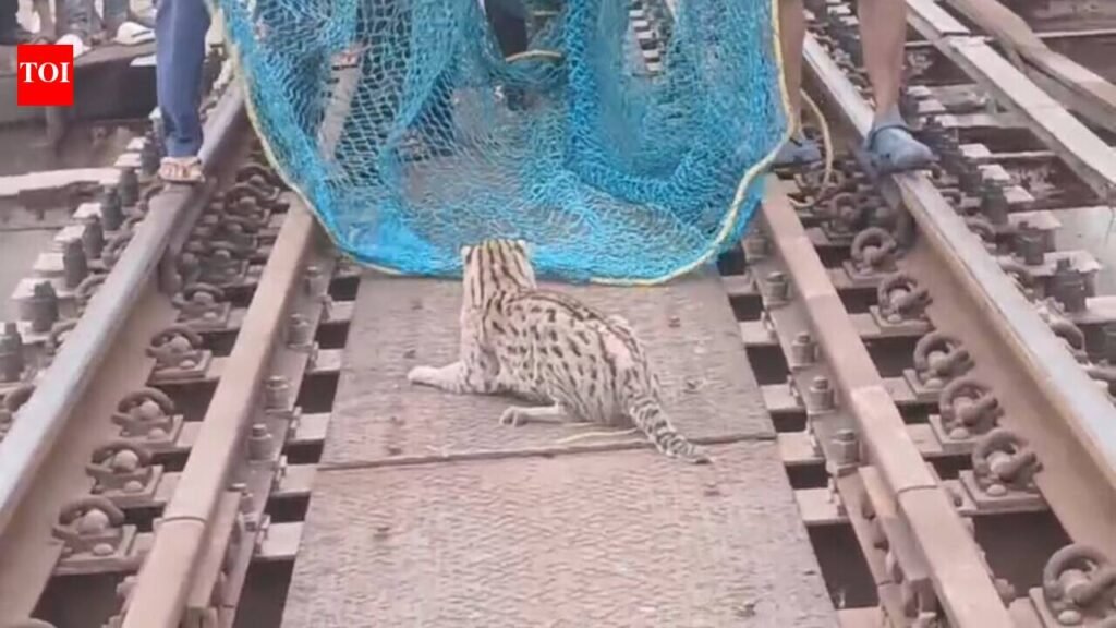Fishing cat rescued from railway bridge in West Champaran | Patna News