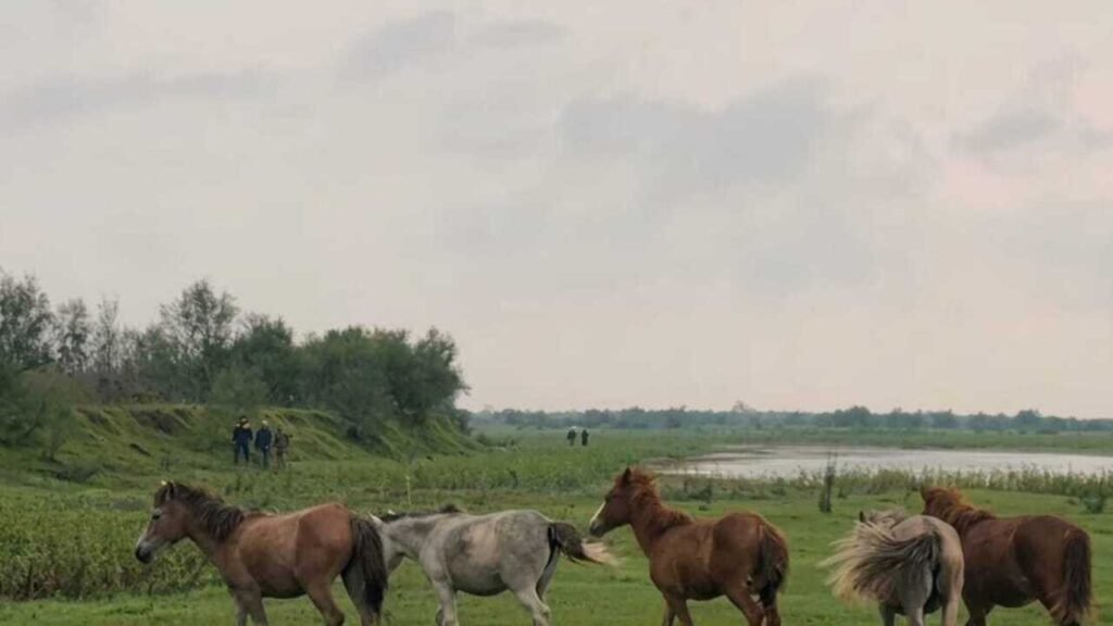Pushed out of their natural habitat by floods, feral horses roam Dibrugarh streets; shifted to Brahmaputra sandbar | Guwahati News