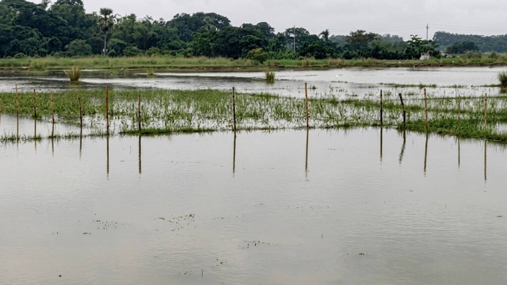 Govt assures compensation for farmers hit by crop loss | Bhubaneswar News