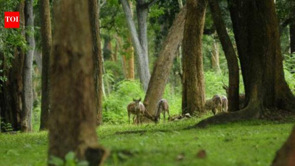 Forest adalats in Kerala from next month; compensation over wildlife conflict also likely to be hiked | Thiruvananthapuram News