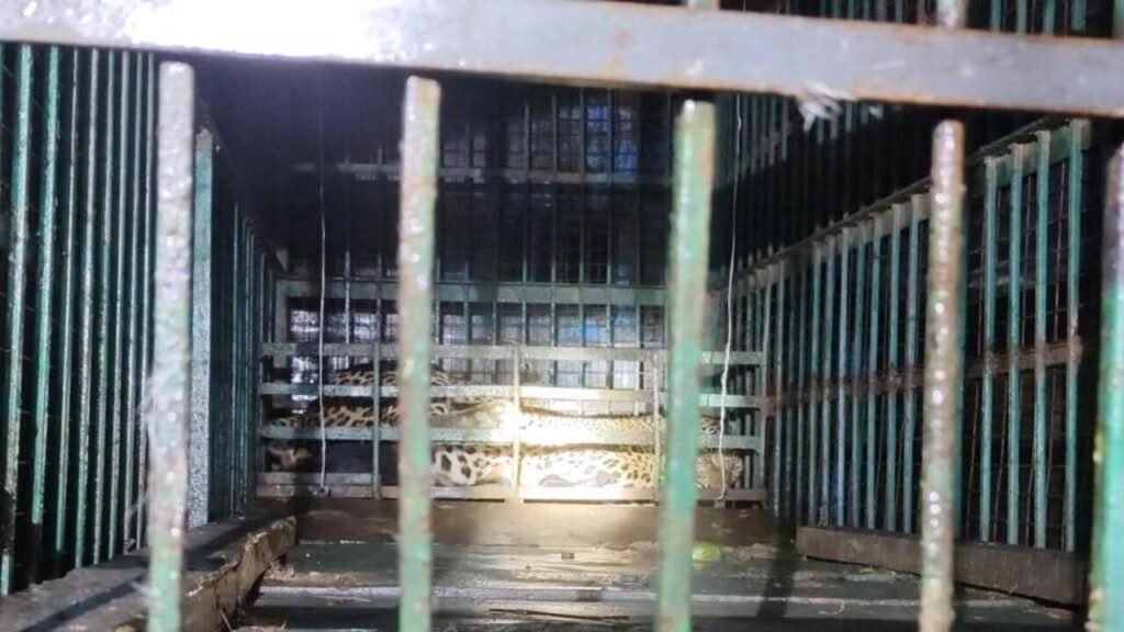 Leopard captured in Bahraich after fatal attack on 88-year-old villager | Lucknow News