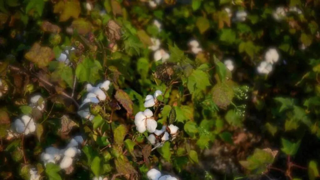 Dabwali farmers plug canal after 15-acre cotton washout | Chandigarh News