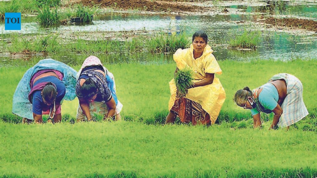 Late rains slow paddy transplant, farmers pin hopes on rest of season | Pune News