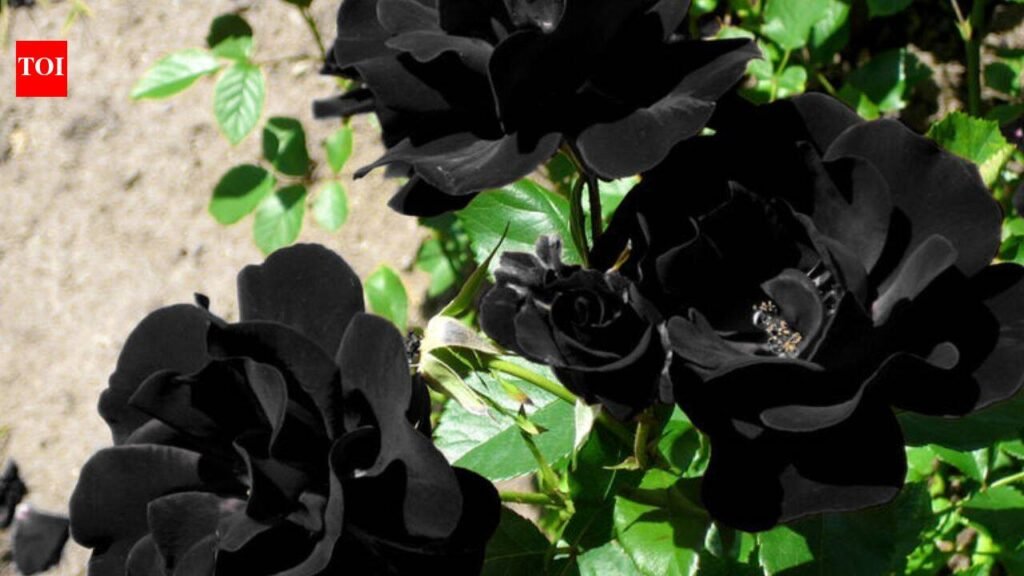 These rare ‘black roses’ grow naturally in only one region of Turkey, and this natural wonder is known as ‘Louis XIV | World News