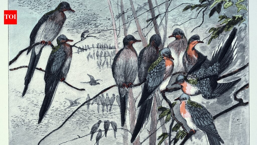 Passenger Pigeon Extinction: In 1914, the passenger pigeon disappeared after once filling North American skies, becoming one of history’s greatest wildlife losses
