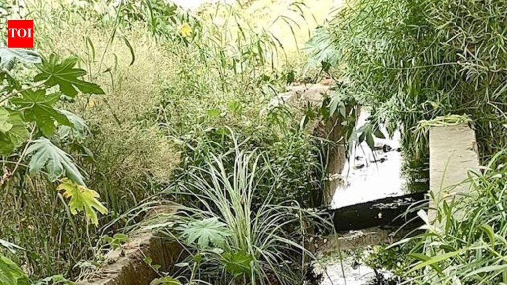 Choked with garbage, drains spilling sewage back onto roads, say residents | Noida News