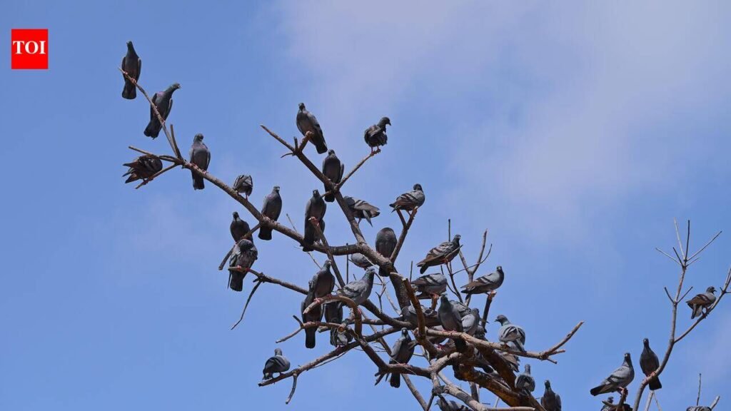 Pigeon-feeding curbs cause flutter in Bengaluru; health risks a key concern | Bengaluru News
