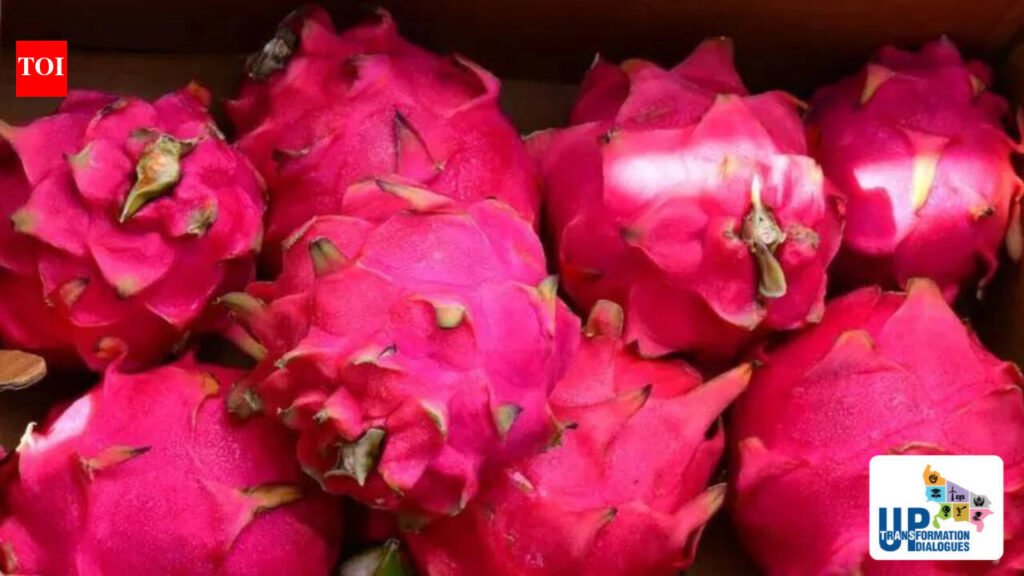 Dragon Fruit cultivation in Uttar Pradesh: How the Yogi government promoted a high-value crop | Lucknow News