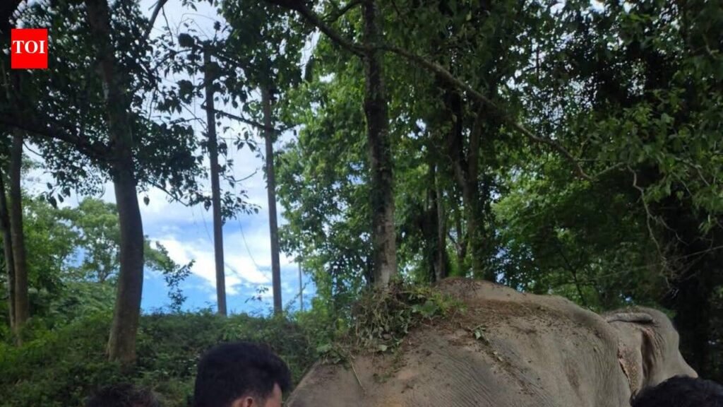 Swept away 55km by a raging river, jumbo survives extraordinary flood ordeal | Guwahati News