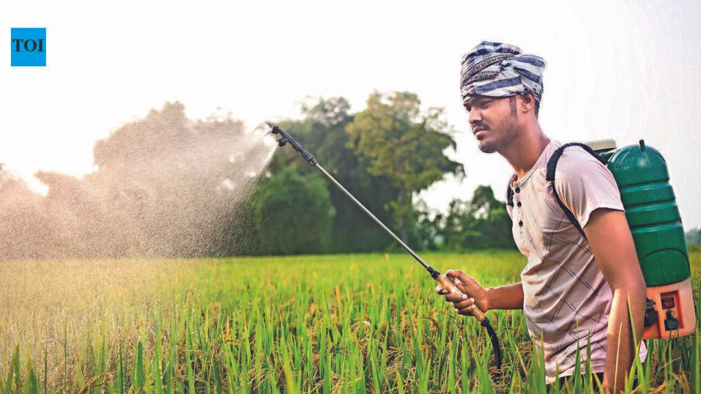 Despite rainfall, El Nino concerns; paddy acreage up by 79,000 acres | Hyderabad News