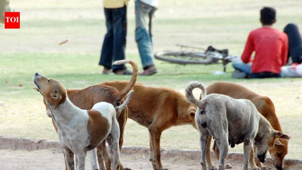 Dog census counts 6,640 stray dogs in six wards of Ahmedabad | Ahmedabad News