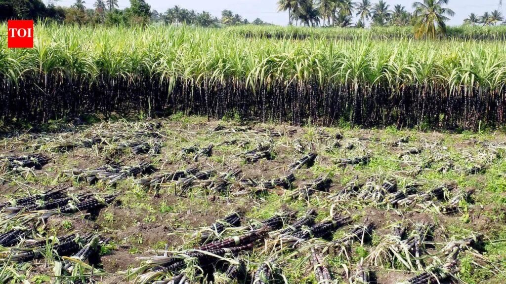 Cane growers welcome TN, K’taka Cauvery talks | Mysuru News