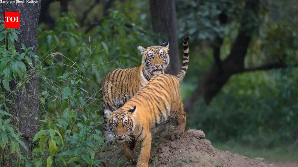 CPCB eases pollution rules for small hotels near Sariska Tiger Reserve | Jaipur News