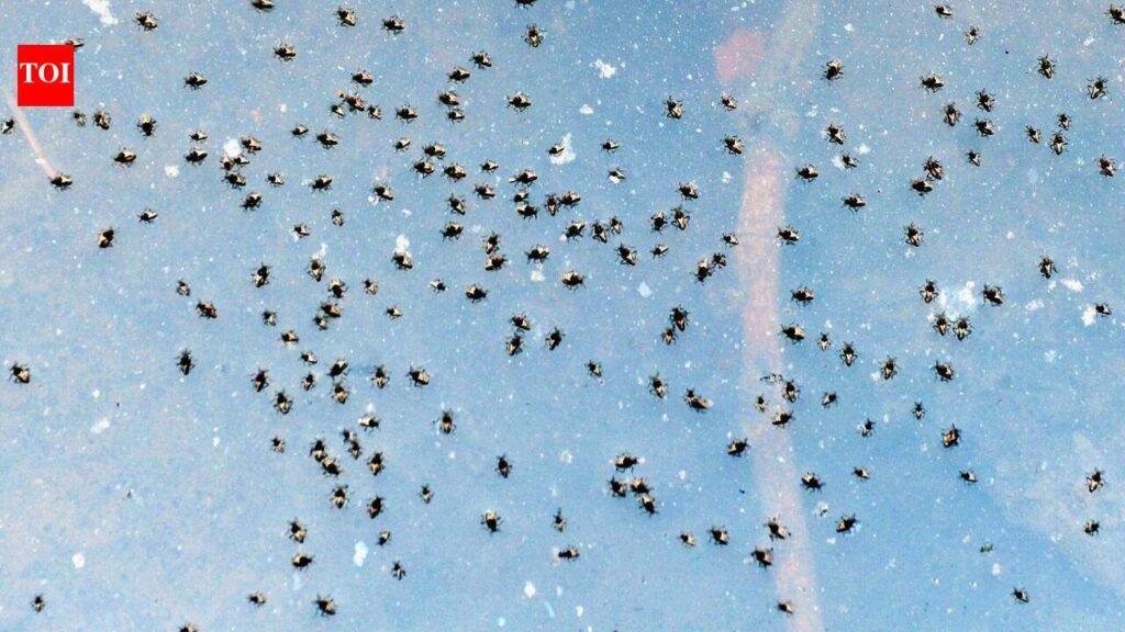 Puzzling divergence: Health dept reports 452 dengue cases in Pune; PMC tallies only 22 | Pune News