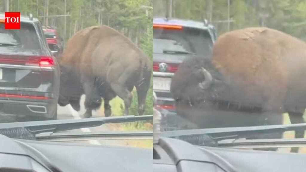 Yellowstone National Park Bison Incident: In Yellowstone National Park, viral video shows bison popping a car’s tyre: Know how it happened
