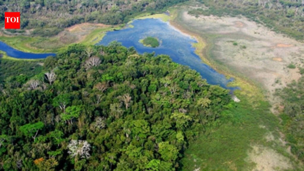 Guatemala: Logging usually destroys rainforests, but this Guatemala system is producing the opposite result