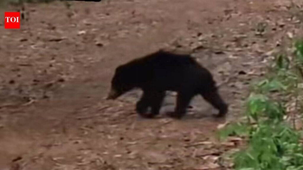 Four injured in Bear attack in Ajmer | Jaipur News