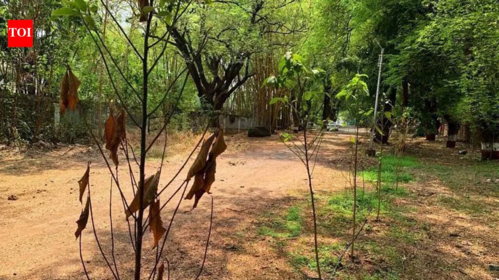 No data on survival of trees planted by PMC | Pune News