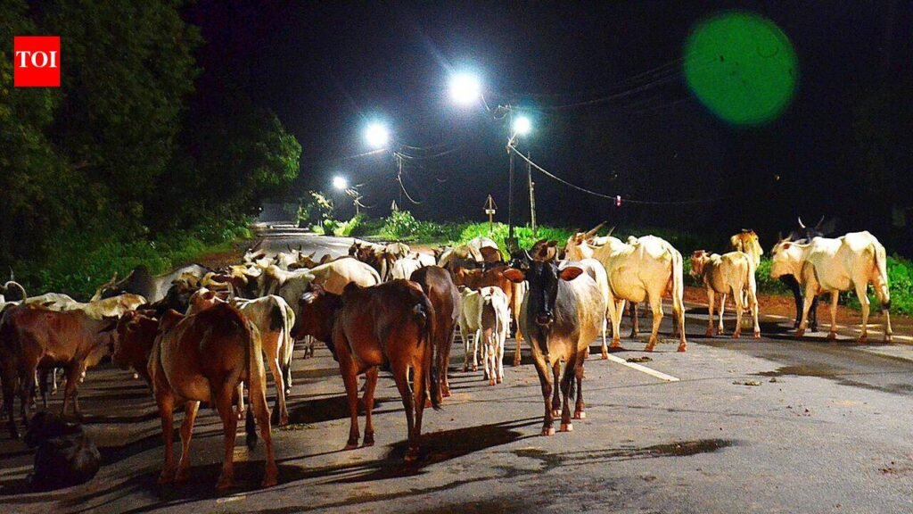 Quepem SDM orders removal of stranded cattle from demolished gaushala site | Goa News