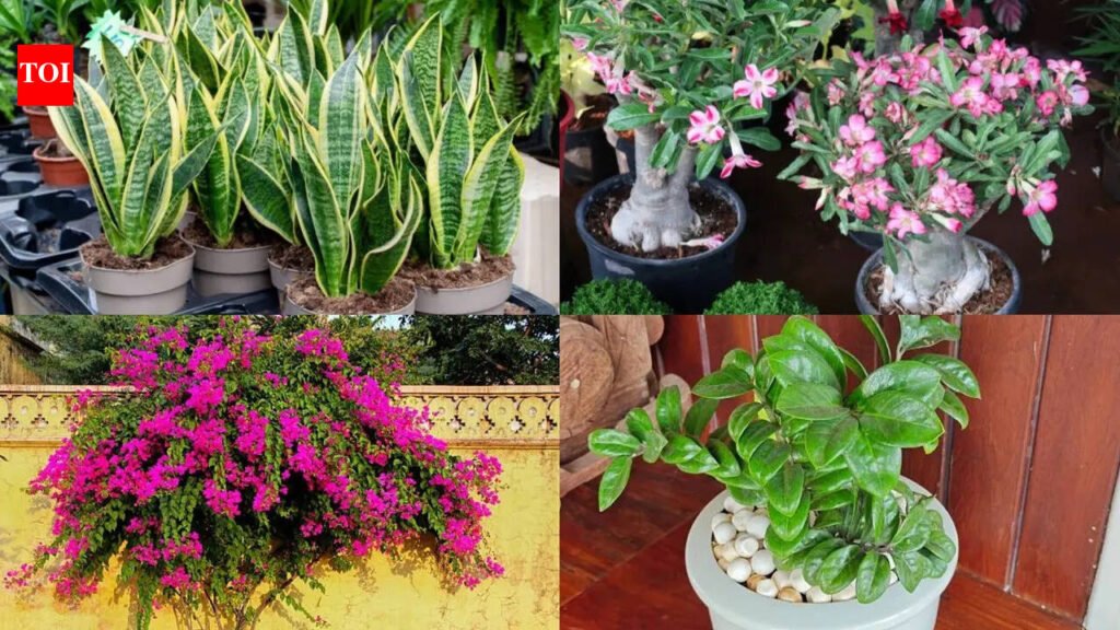 7 Terrace plants that thrive with just few minutes of care a week